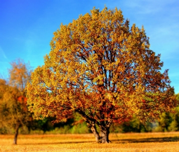 tree_SpotBox